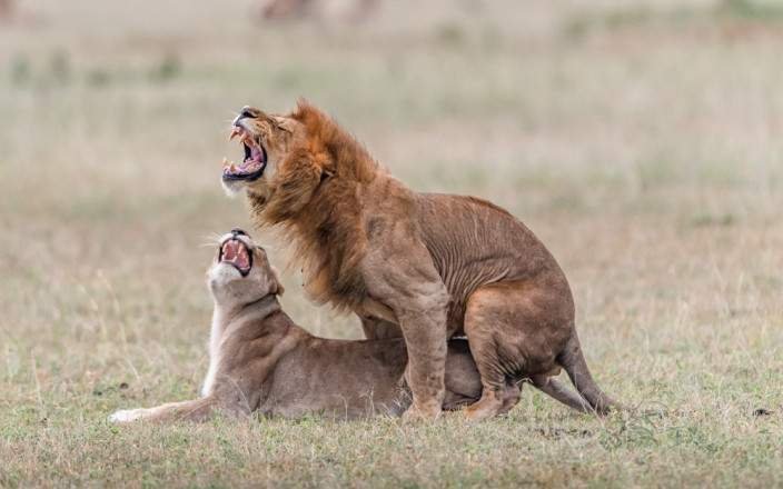 6-Day Luxury Serengeti and Ngorongoro Safari (FLY-In) gallery image