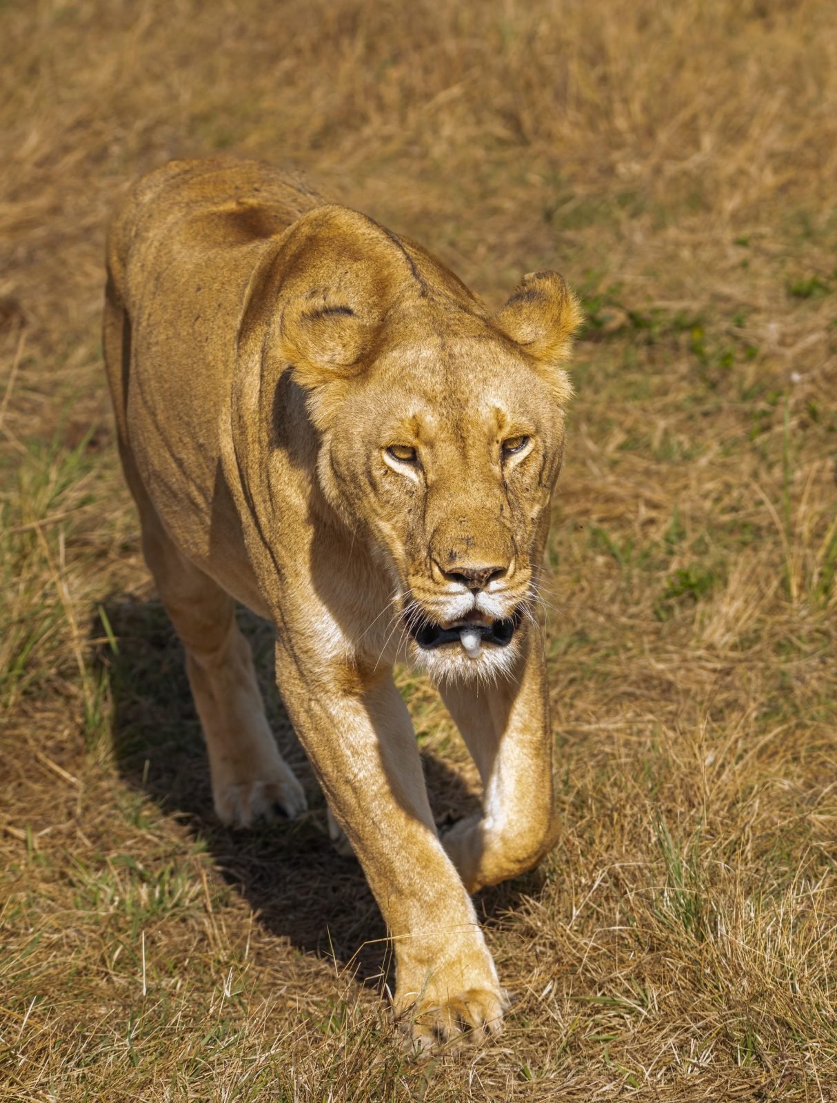3-Day Maasai Mara Budget Experience gallery image