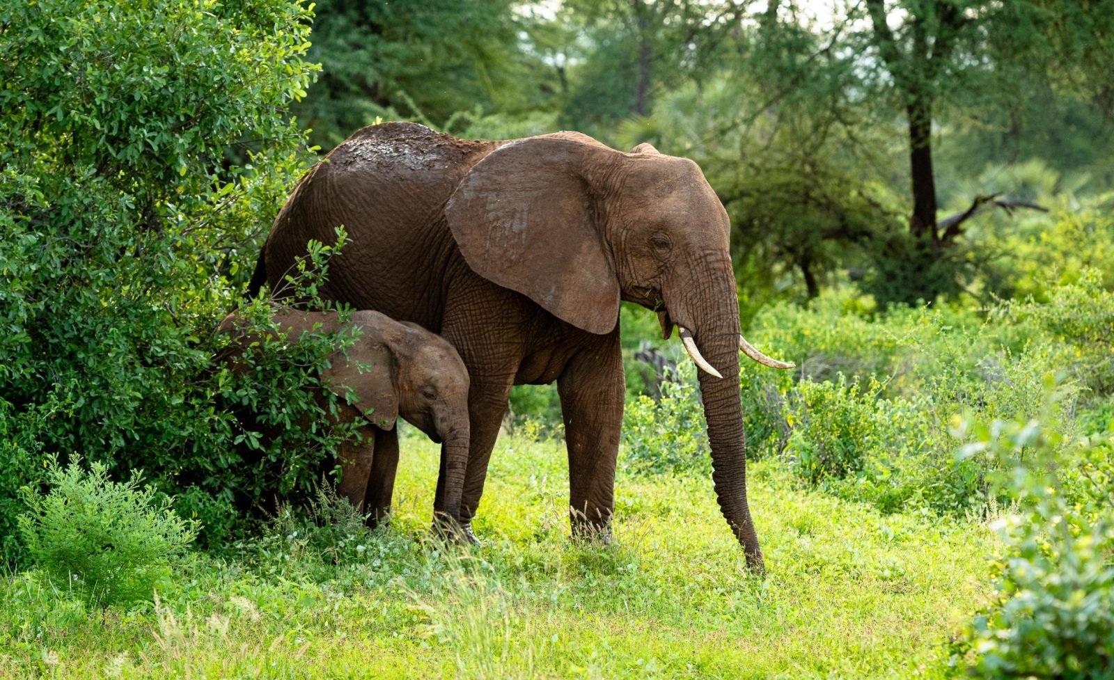 3-Day Maasai Mara Budget Experience Private Package gallery image