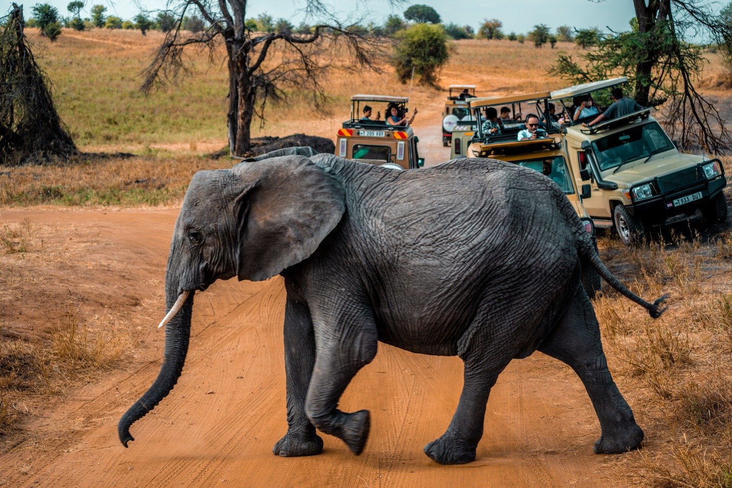 1-Day Chobe Day Full Day Safari