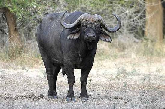 1-Day Chobe Day Full Day Safari gallery image