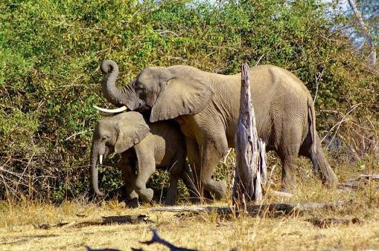 1-Day Game Drive And Rhino Walk Safari gallery image