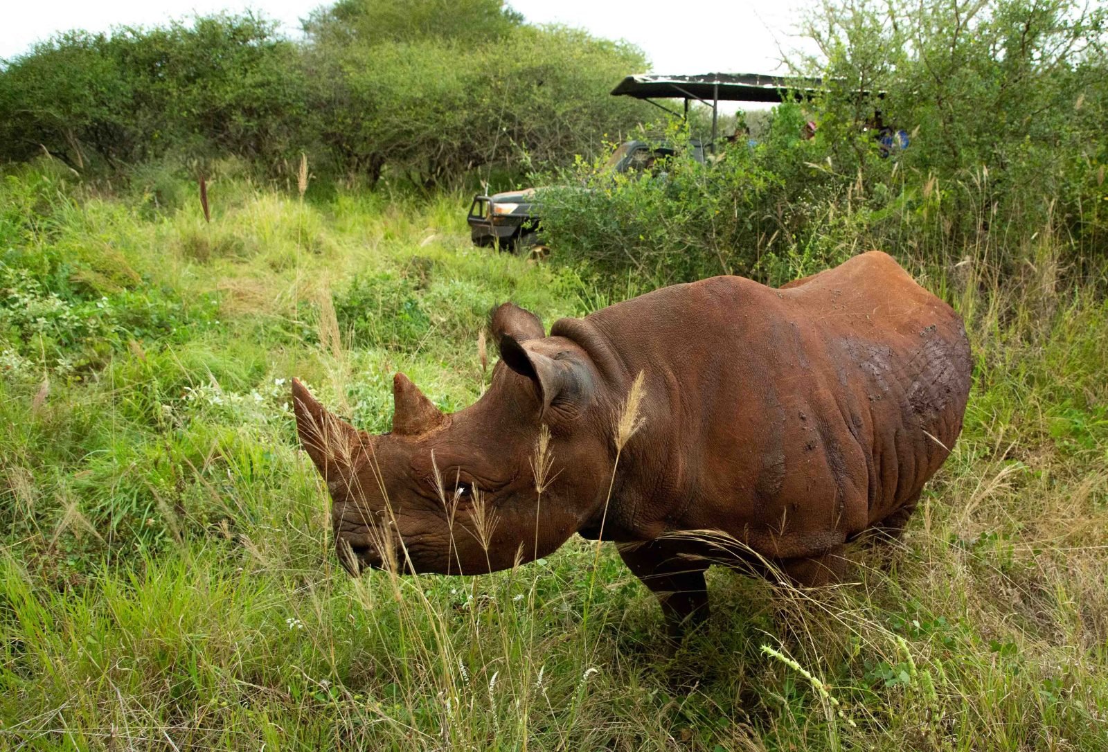 1-Day Game Drive And Rhino Walk Safari