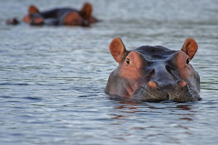 1-Day Game Drive And Rhino Walk Safari gallery image