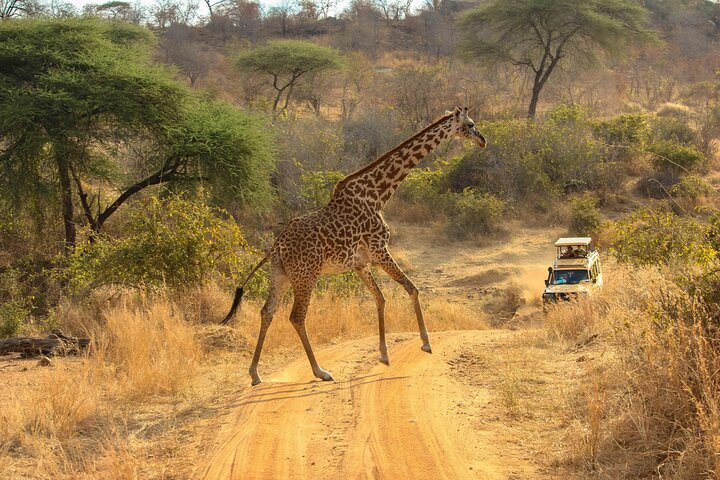 1-Day Game Drive And Rhino Walk Safari gallery image
