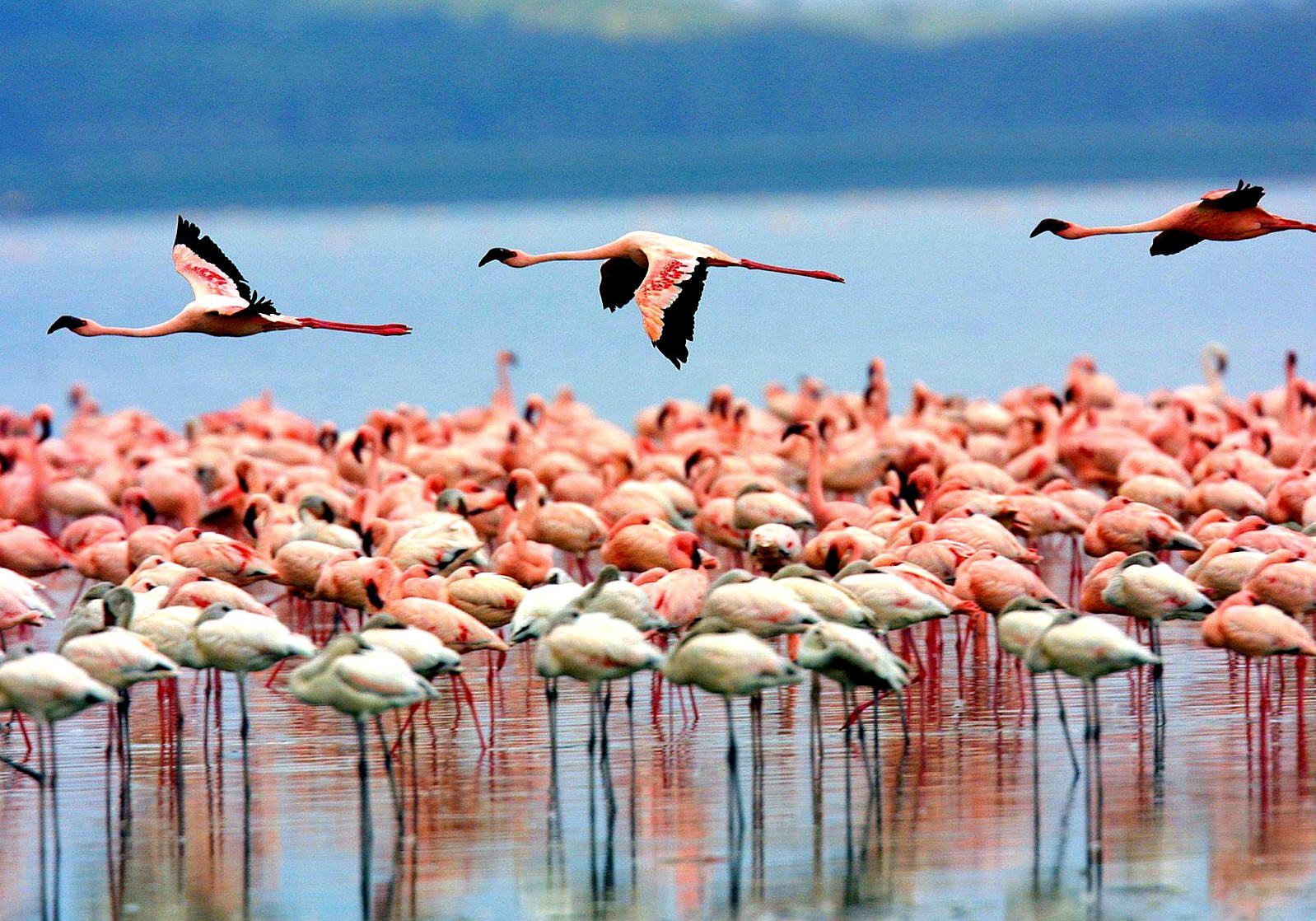 4-Day Explore Tarangire, Serengeti, and Ngorongoro Crater gallery image