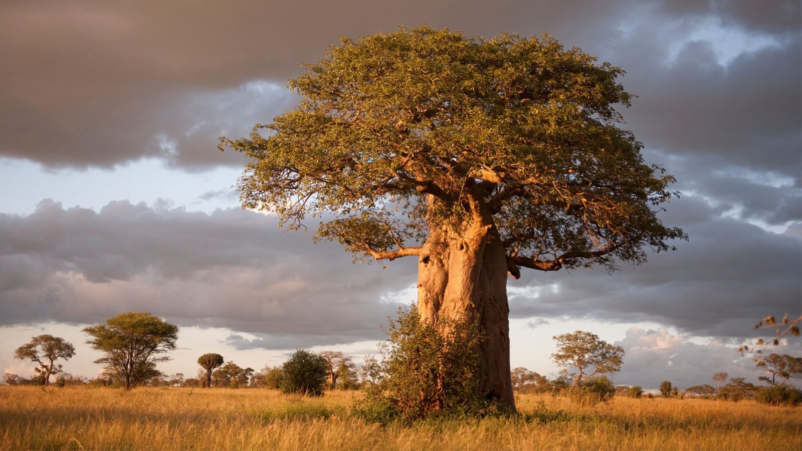 4-Day Explore Tarangire, Serengeti, and Ngorongoro Crater gallery image