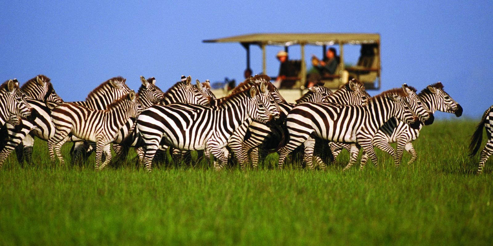1-Day Wildlife of Mikumi National Park on This Full-Day Safar