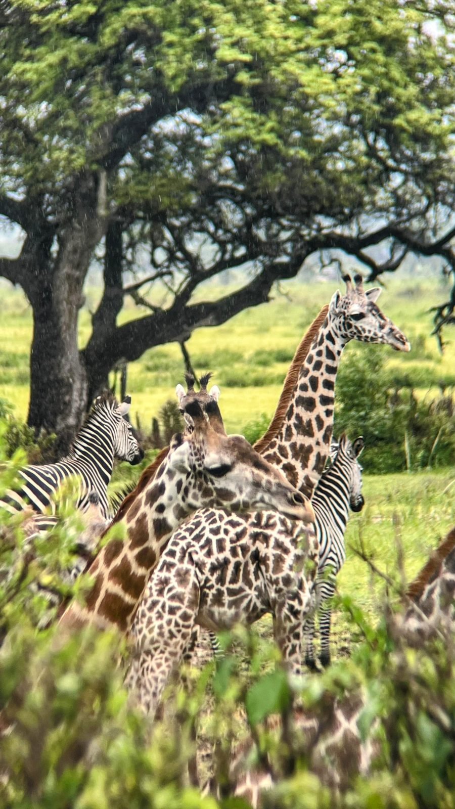 4-Day Mikumi National Park & Udzungwa Mountains Safari gallery image