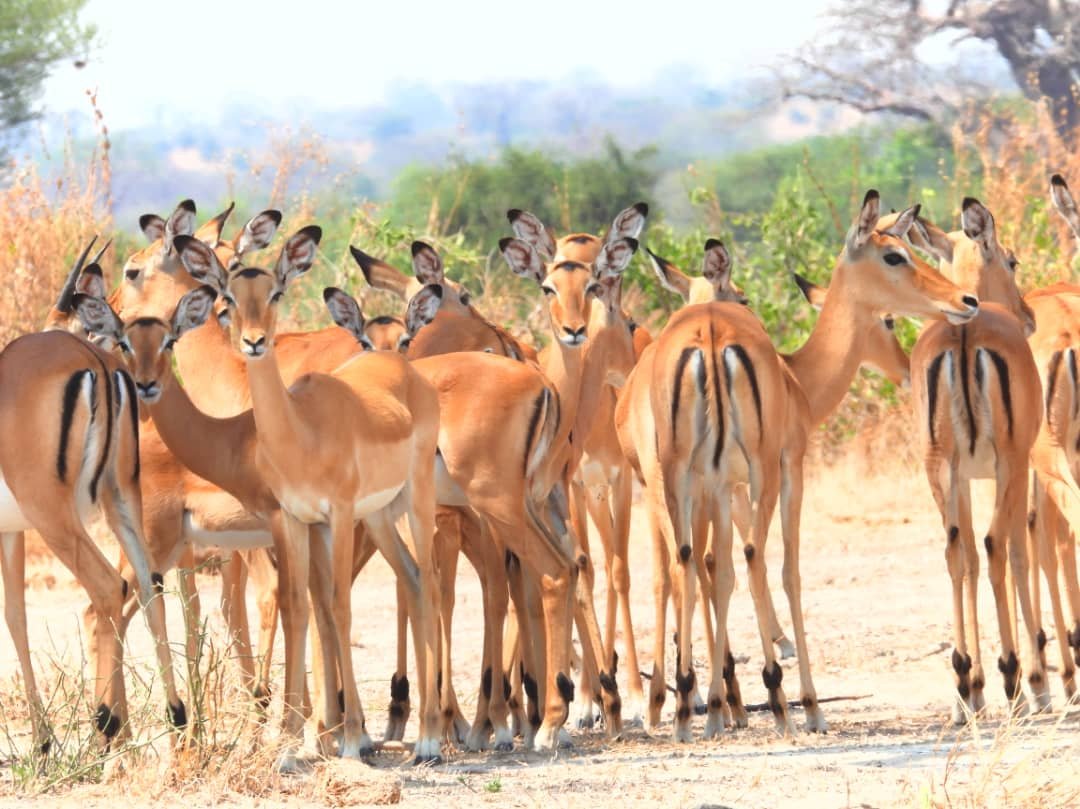 4-Day Mikumi National Park & Udzungwa Mountains Safari gallery image
