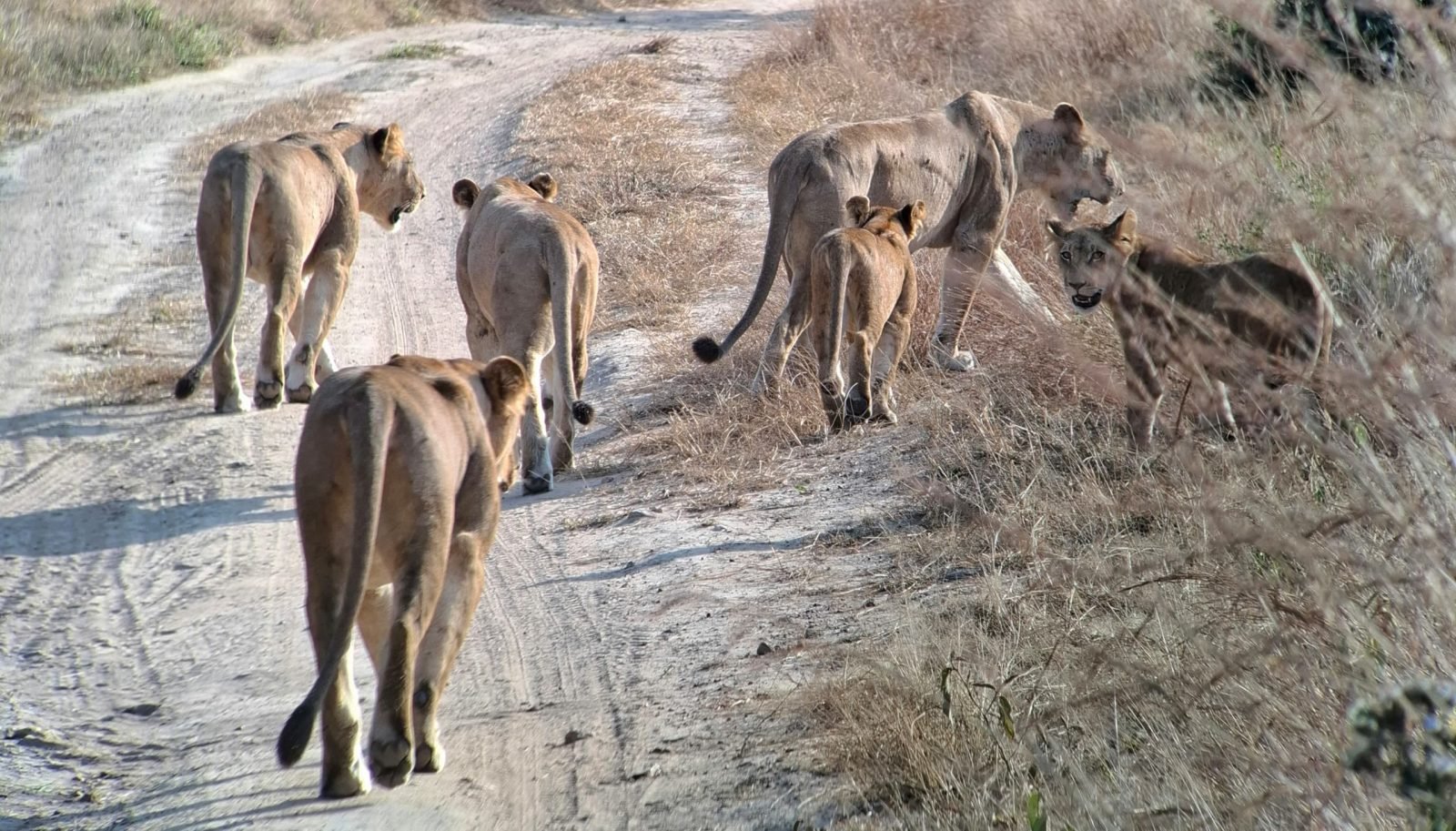 4-Day Mikumi National Park & Udzungwa Mountains Safari