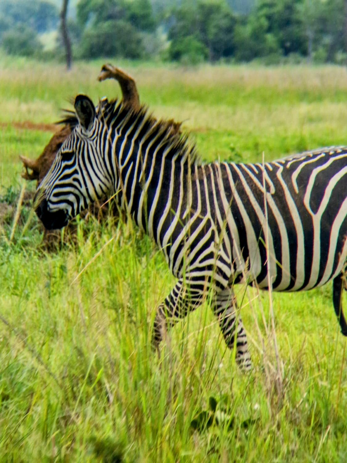 4-Day Mikumi National Park & Udzungwa Mountains Safari gallery image