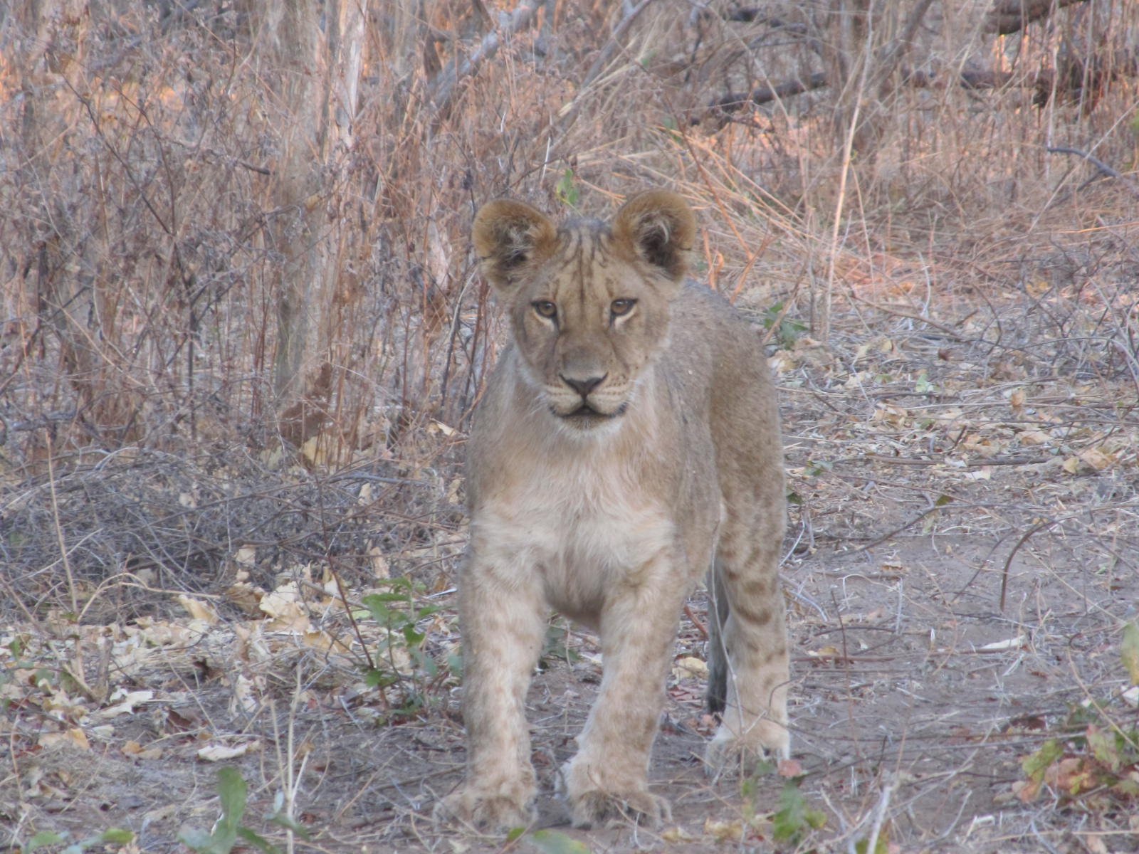 5-Day Prime Xakanaxa - Okavango Delta gallery image