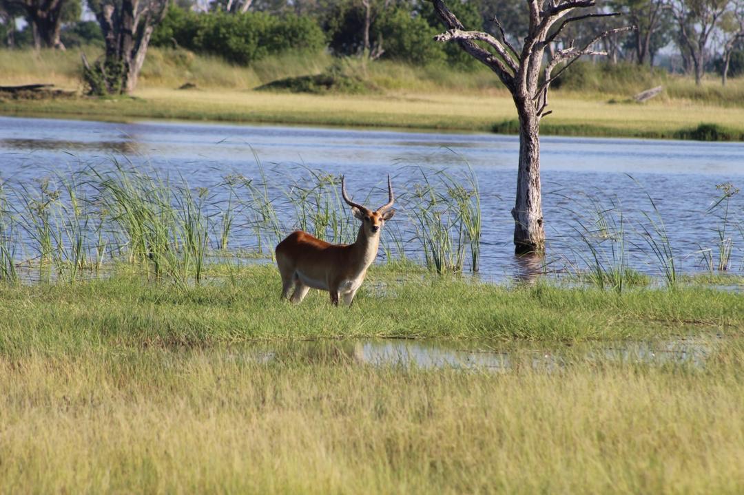 1-Day Moremi Game Reserve Full-Day Safari from Maun gallery image