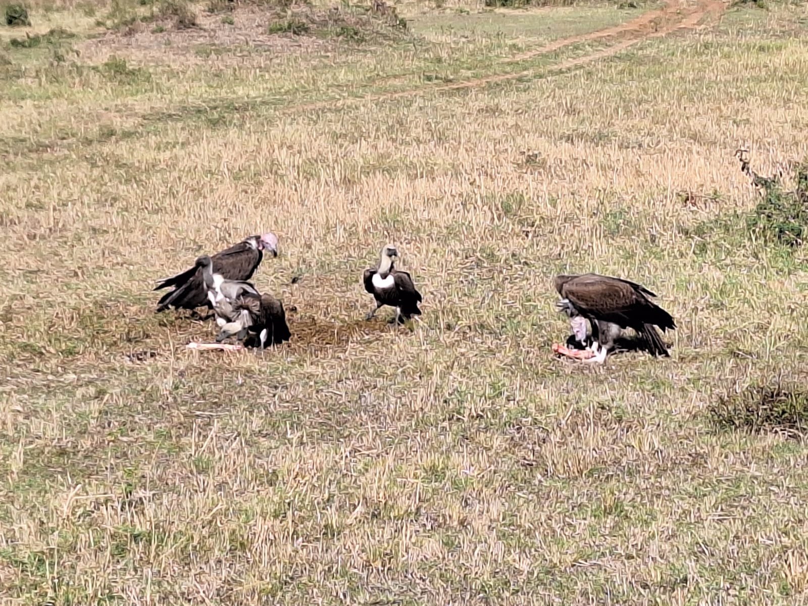 3-Day Maasai Mara Mid Range Safari gallery image