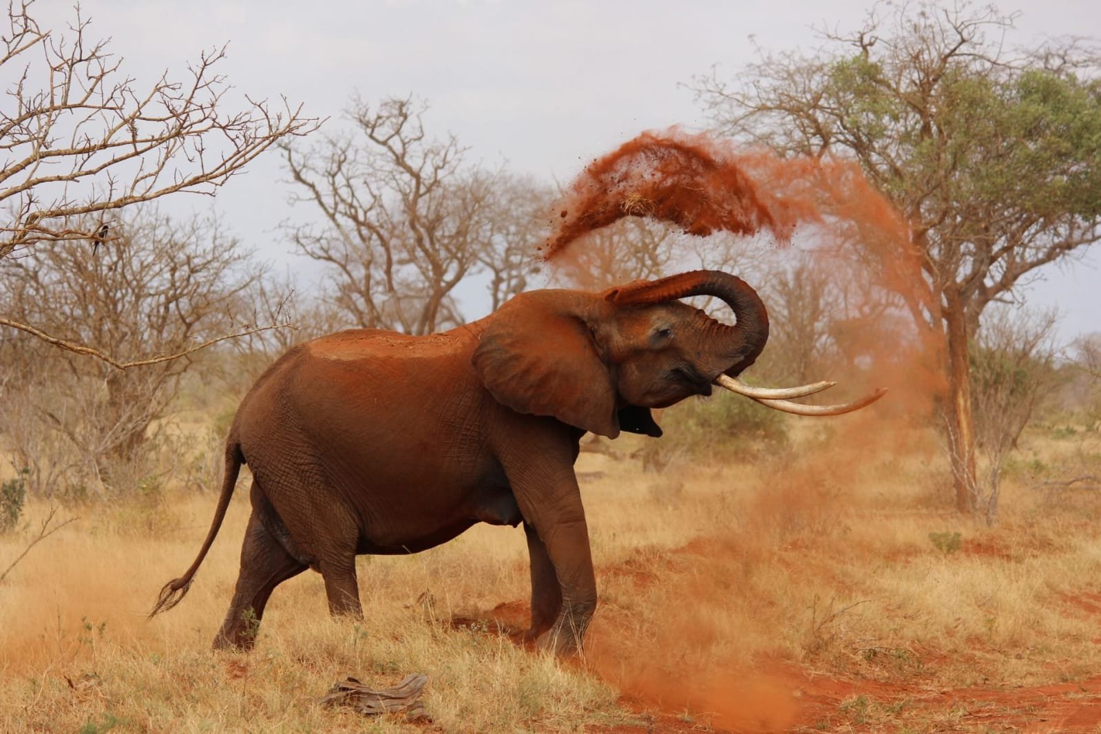 3-Day Tsavo East Safari Experience