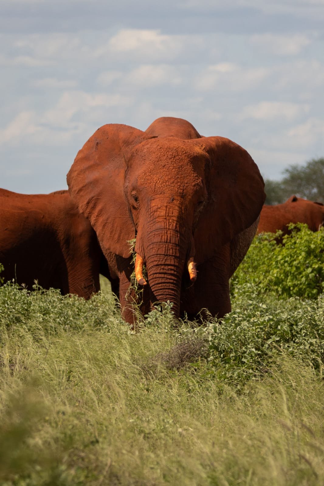 3-Day Tsavo East Safari Experience gallery image