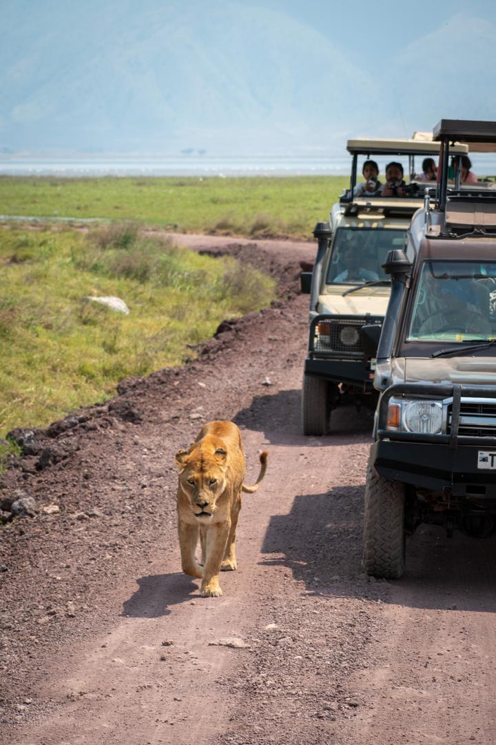 1-Day Ngorongoro Crater Black & White Rhino Experience gallery image