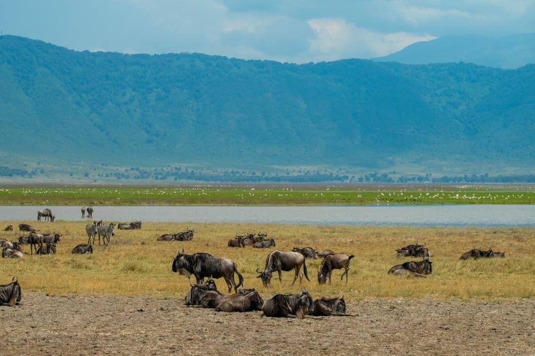 9-Day Tanzania Safari Focus on Wildlife Moments and Landscape gallery image