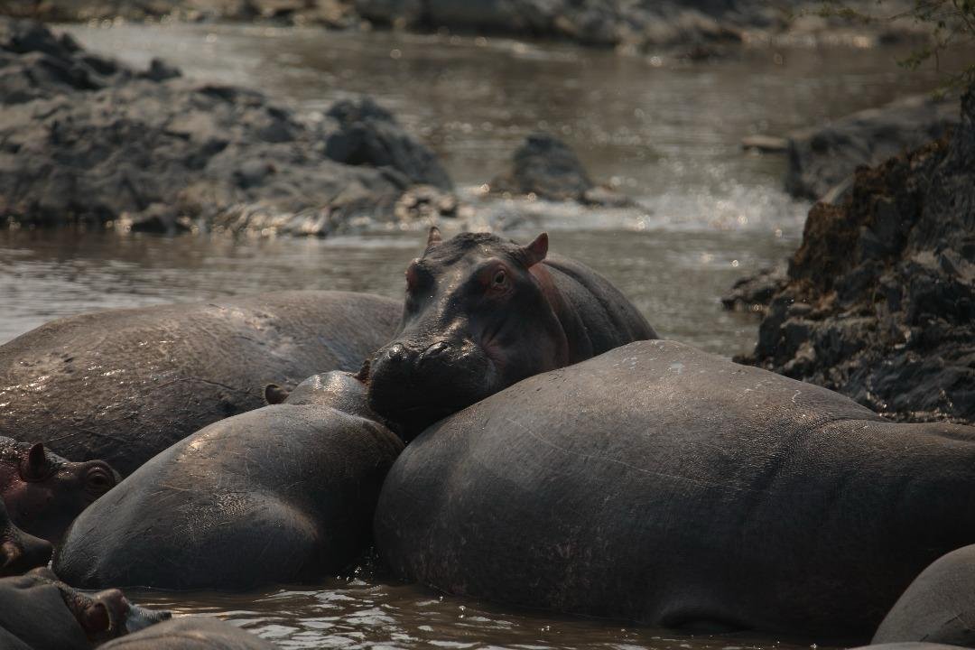 9-Day Tanzania Safari Focus on Wildlife Moments and Landscape gallery image