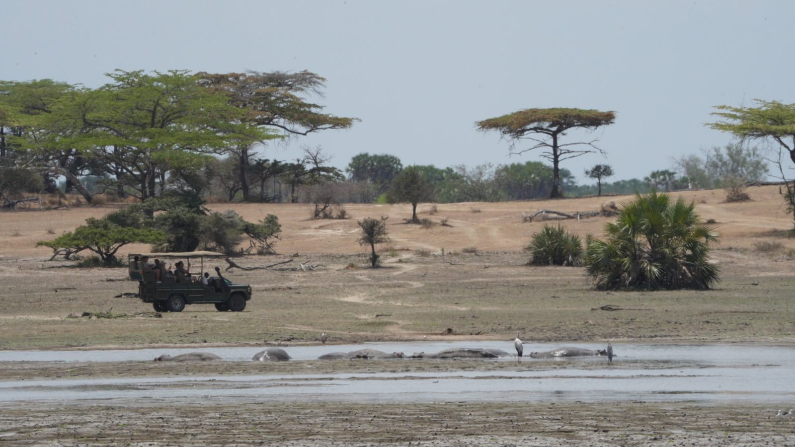 3-Day Nyerere Wilderness Safari from Dar Es Salaam gallery image