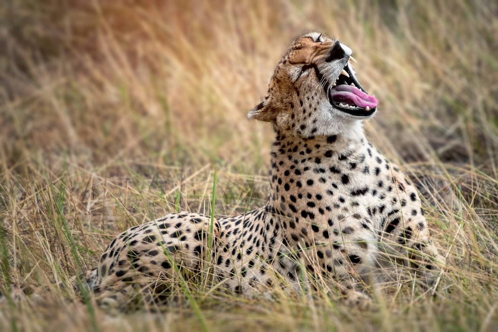 2-Day Fly-In Safari from Zanzibar to Serengeti National Park gallery image