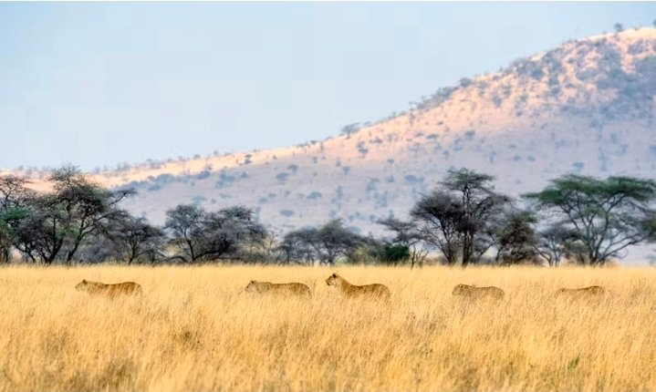 2-Day Fly-In Safari from Zanzibar to Serengeti National Park gallery image