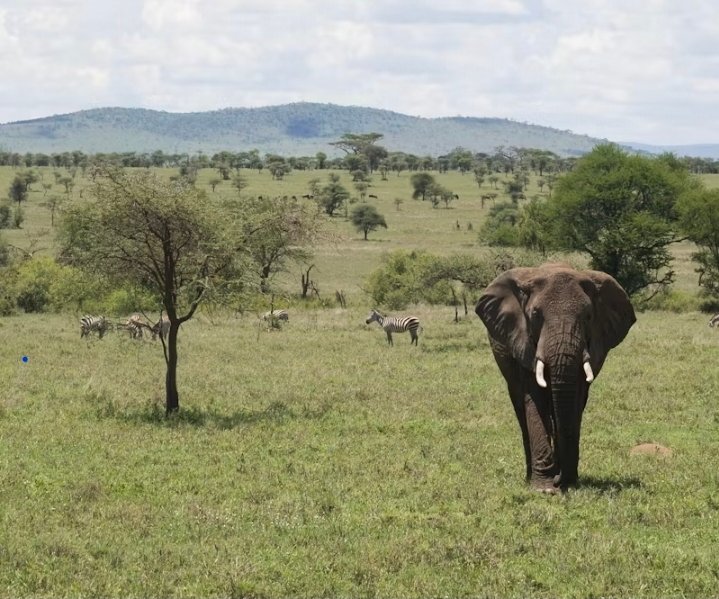 2-Day Fly-In Safari from Zanzibar to Serengeti National Park gallery image