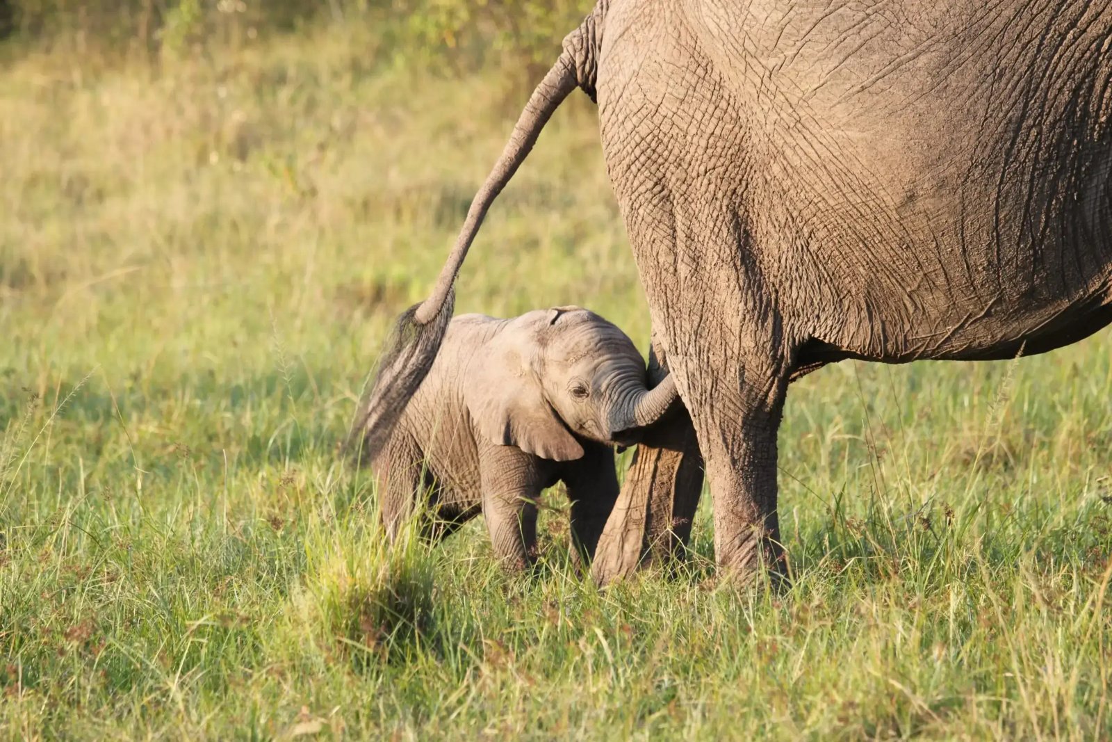 3-Day Masai Mara Safari Experience