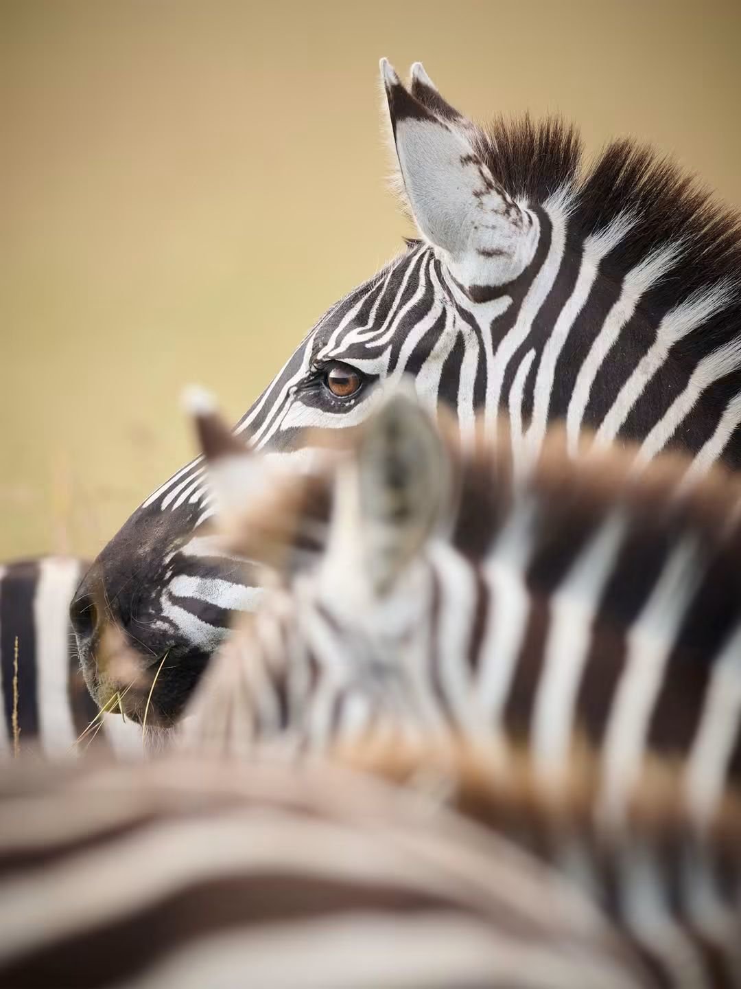 3-Day Masai Mara Safari Experience gallery image