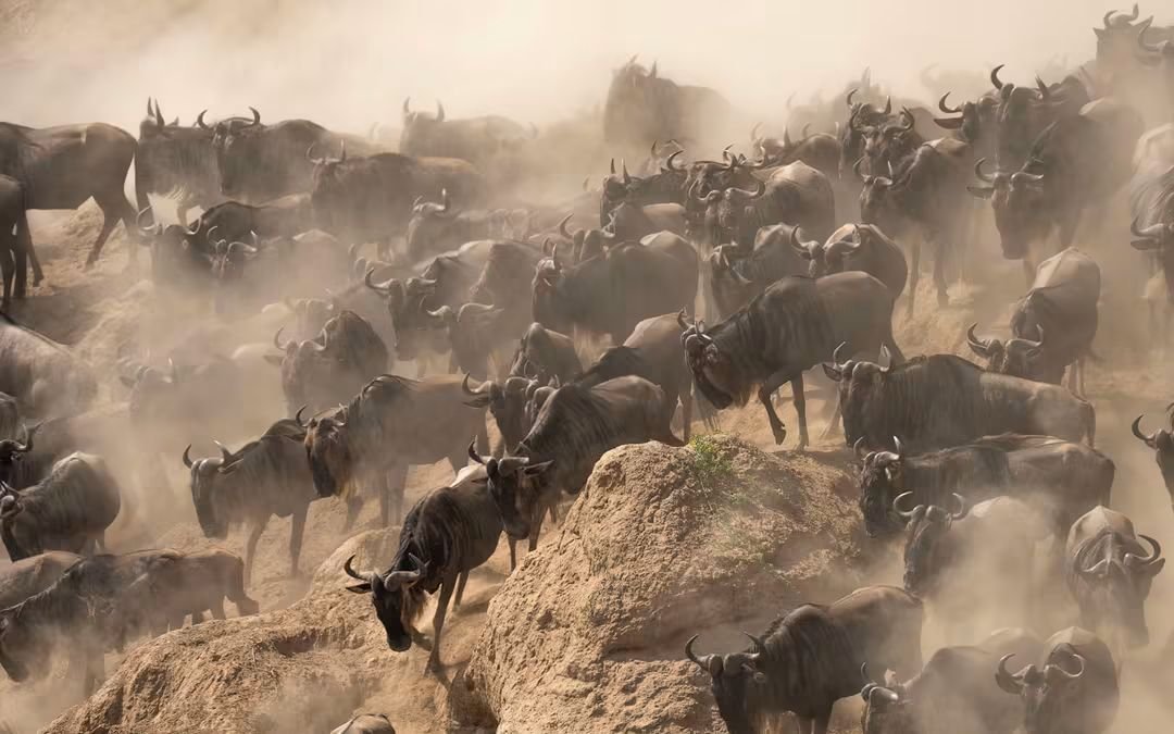 3-Day Masai Mara Safari Experience gallery image