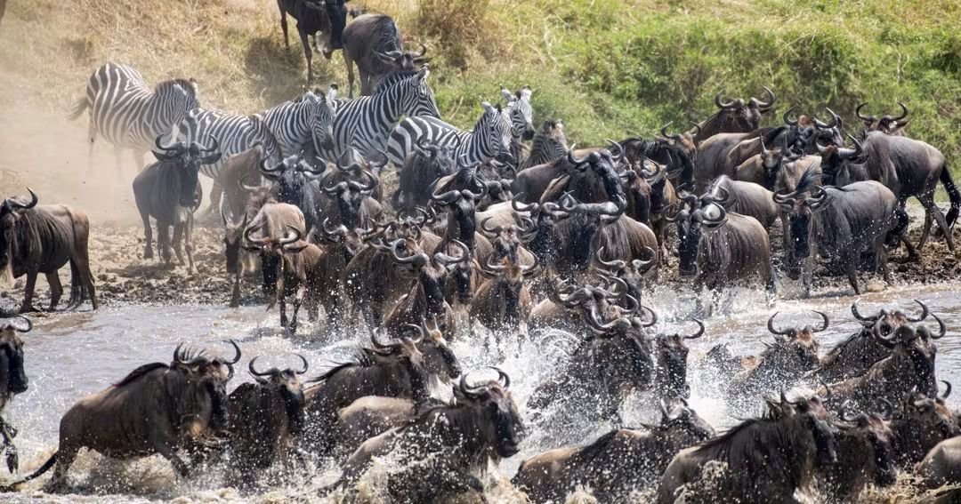 3-Day Masai Mara Safari Experience gallery image