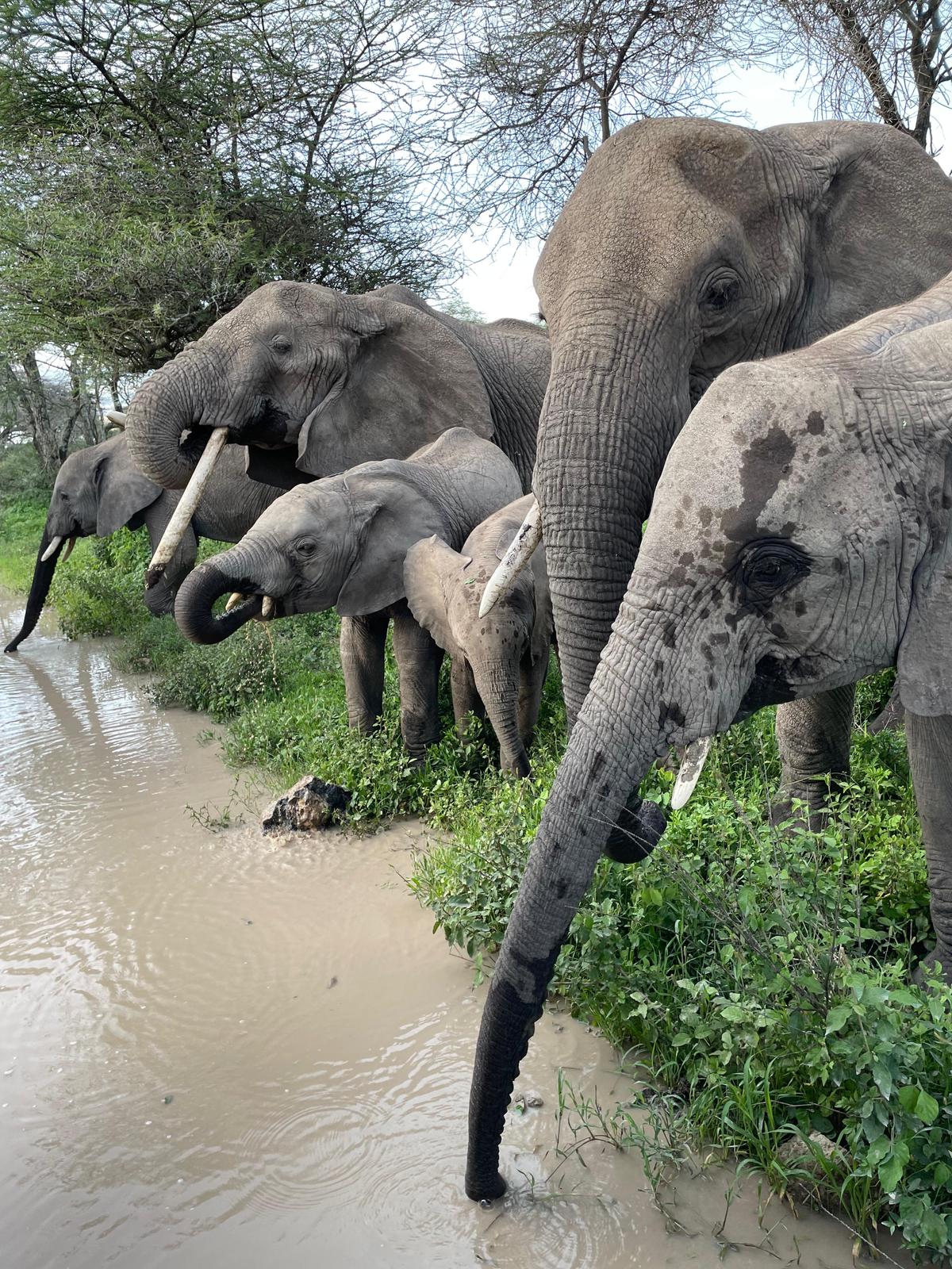 9-Day Serengeti, Ngorongoro & Balloon Safari Tanzania gallery image