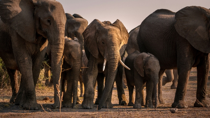 1-Day Mosi-Oa-Tunya National Park Game Drive