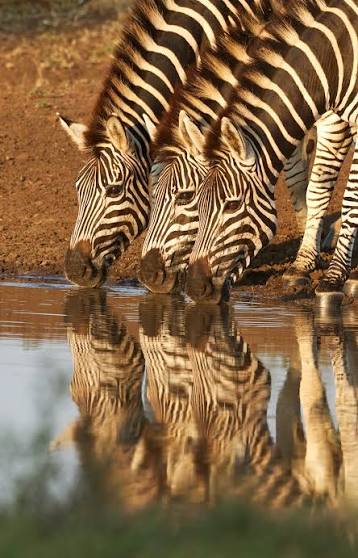 1-Day Mosi-Oa-Tunya National Park Game Drive gallery image