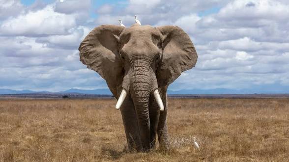 1-Day Mosi-Oa-Tunya National Park Game Drive gallery image