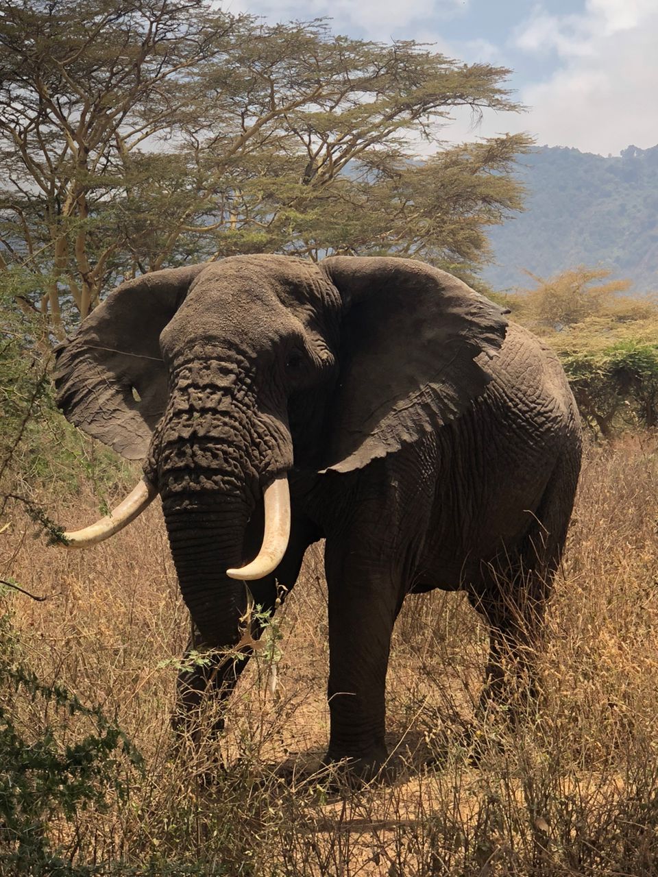 7-Day Serengeti & Ngorongoro Crater Safari — Tanzania gallery image