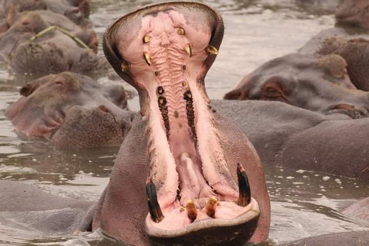 7-Day Serengeti & Ngorongoro Crater Safari — Tanzania gallery image