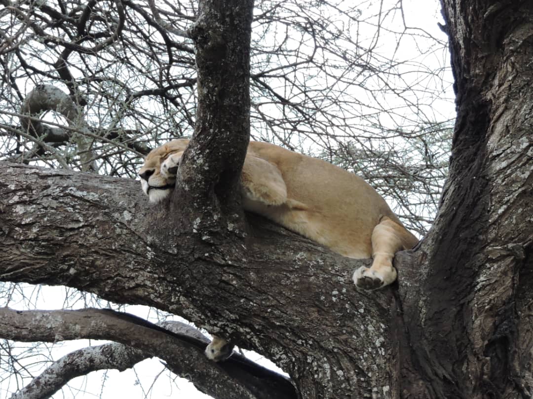7-Day Serengeti & Ngorongoro Crater Safari — Tanzania gallery image