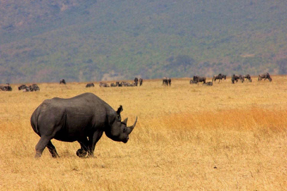 3-Day Tarangire & Ngorongoro Safari from Zanzibar gallery image
