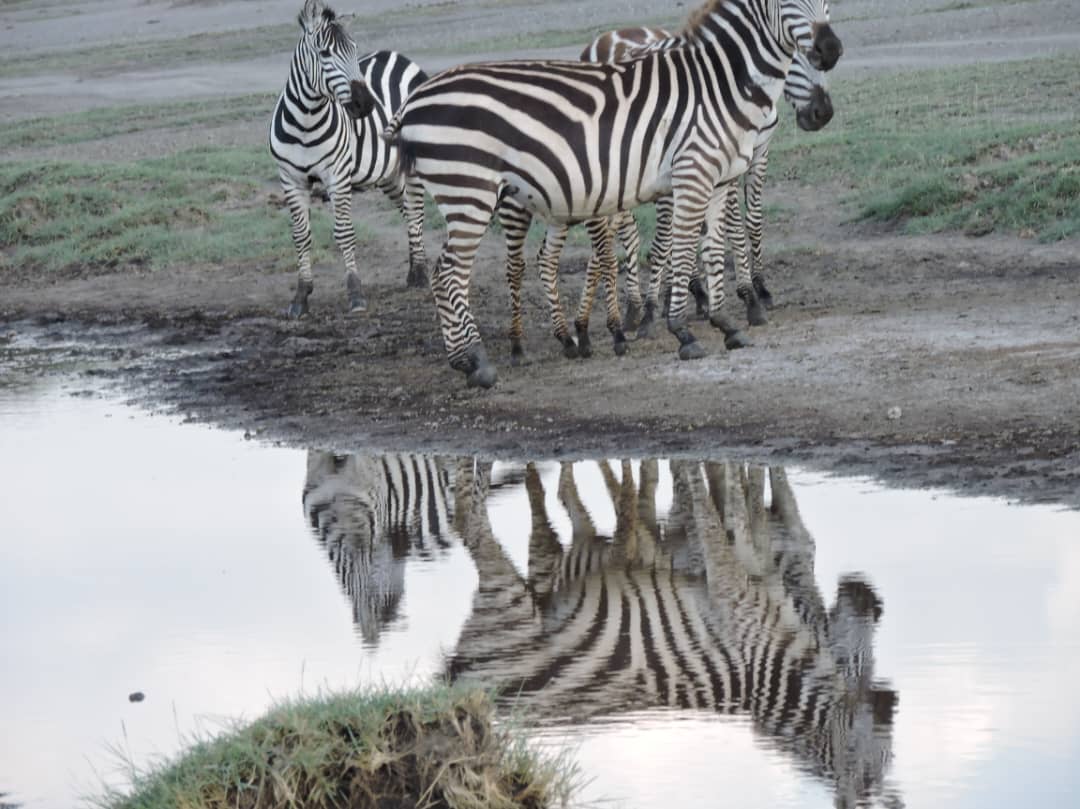 3-Day Tarangire & Ngorongoro Safari from Zanzibar gallery image