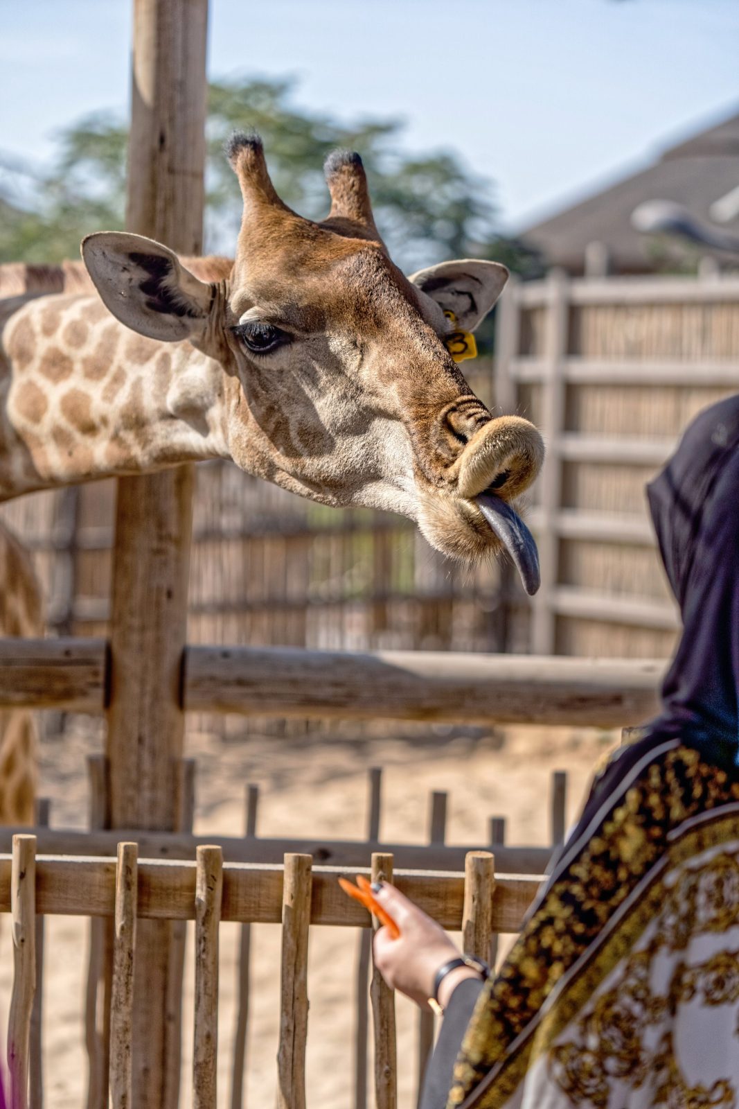 1-Day Serval Wildlife & Maasai Boma Cultural Tour – Full-Day gallery image