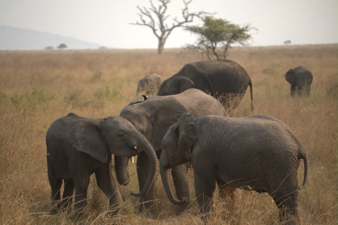 4-Day Tanzania Big Five and Serengeti Big Cat gallery image