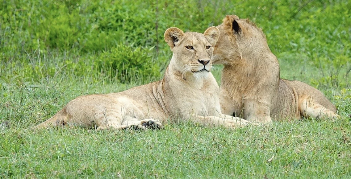 2-Day Luxury Honeymoon Safari Retreat