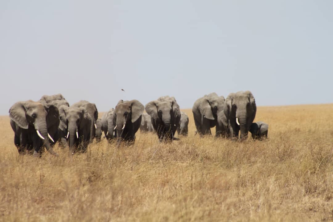 1-Day Tarangire National Park Day Trip —from Arusha or Karatu gallery image
