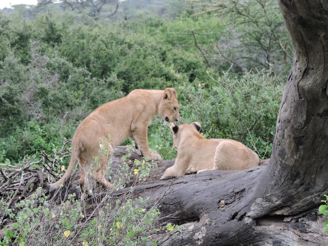 1-Day Tarangire National Park Day Trip —from Arusha or Karatu gallery image