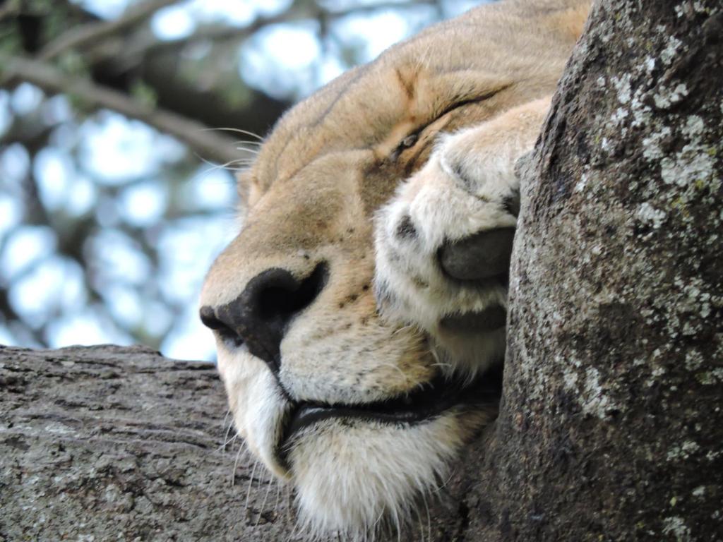 3-Day Budget Fly-In Serengeti Safari from Zanzibar gallery image