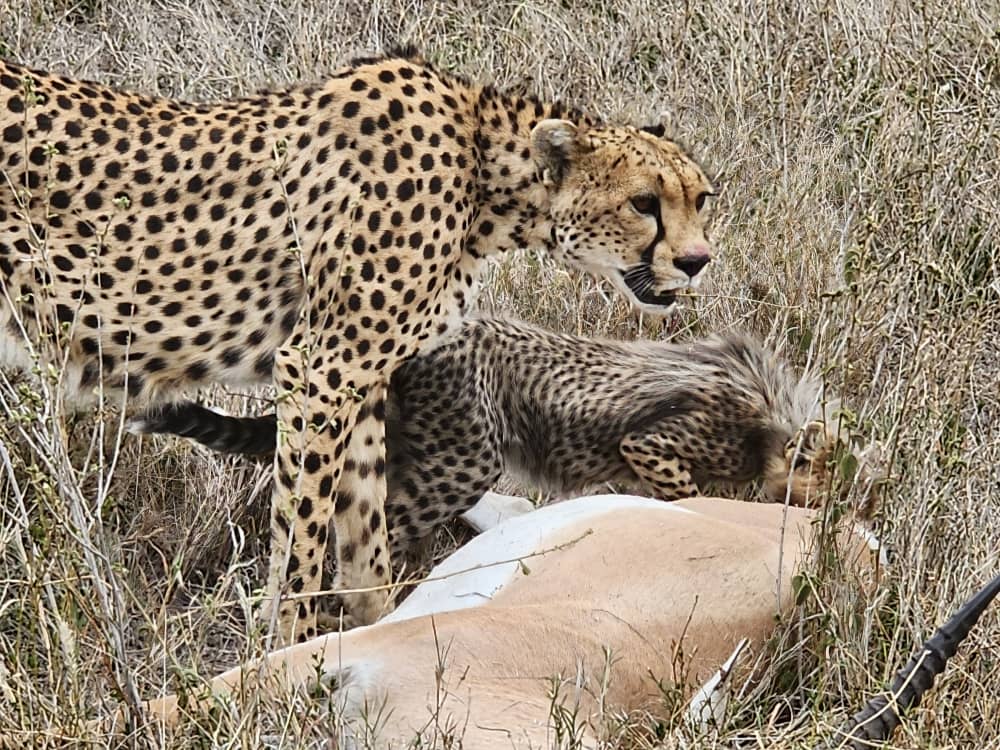 3-Day Budget Fly-In Serengeti Safari from Zanzibar gallery image
