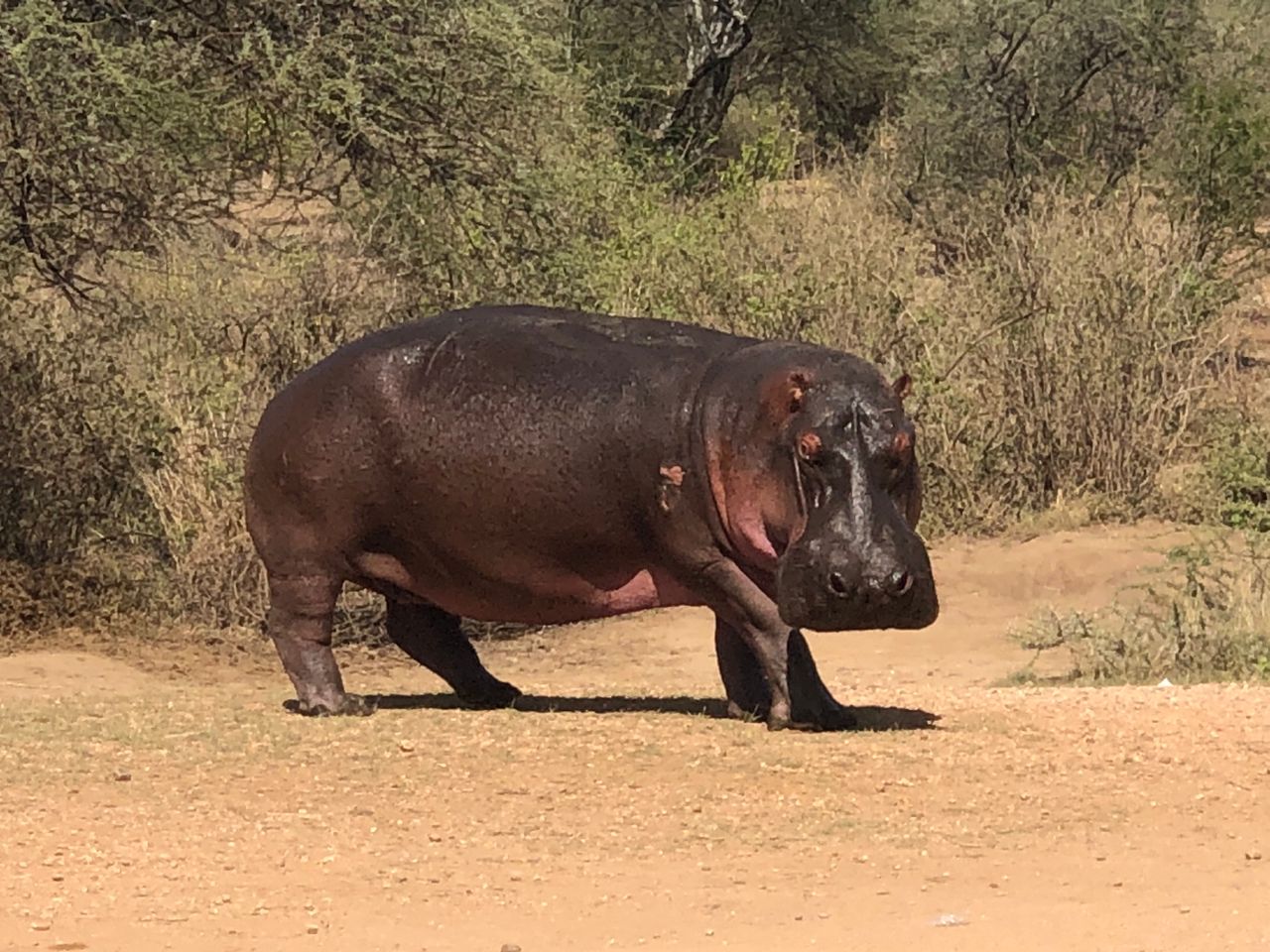 3-Day Budget Fly-In Serengeti Safari from Zanzibar gallery image