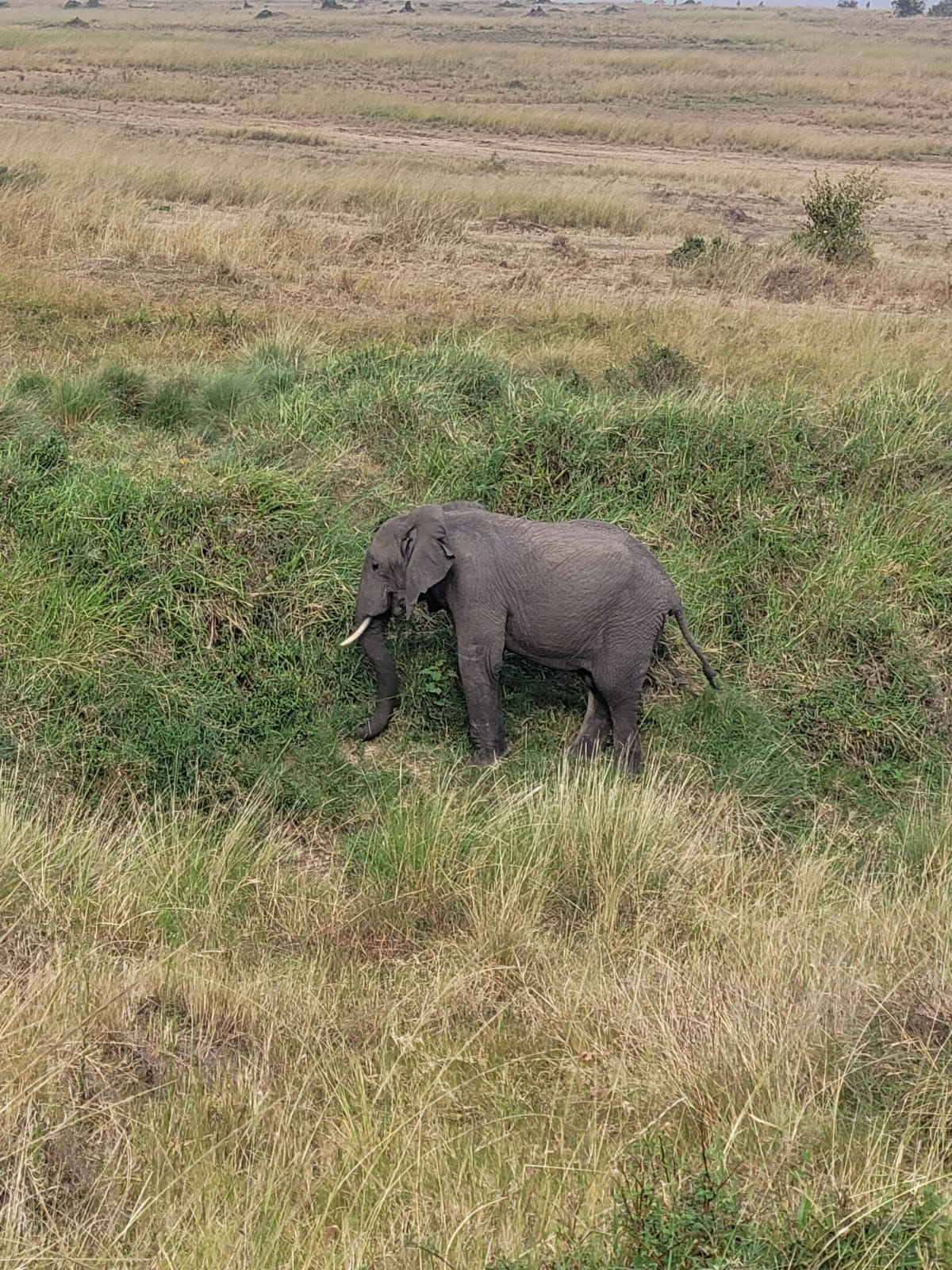 4-Day Maasai Mara & Nakuru Mid-Range Safari gallery image